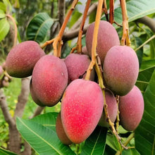 Load image into Gallery viewer, Julina Mango Fruit Tree Seeds
